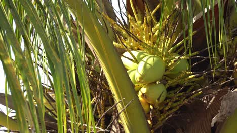 Gelbe-Kokosnussfrucht-Auf-Bäumen.